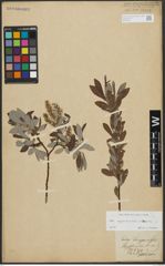 Foto von Salix appendiculata Vill. x Salix eleagnos Scop.